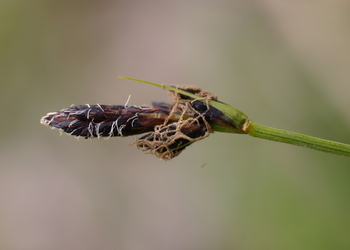 Berg-Segge (Carex montana) - © Emanuel Trummer